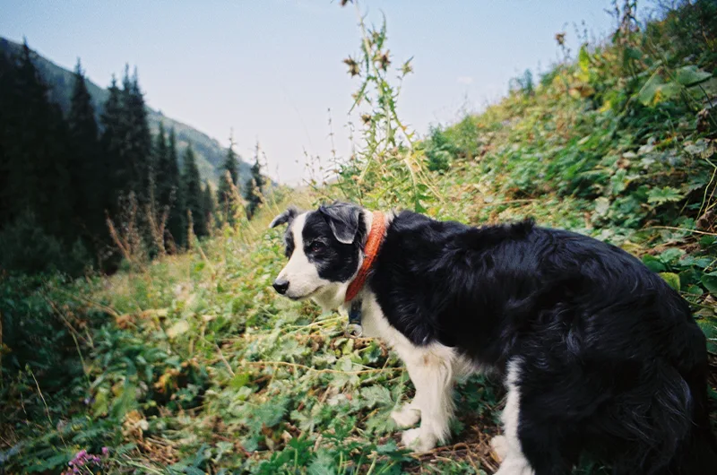 35mm E6 slide film processing