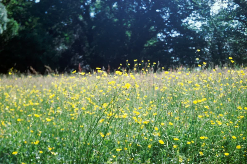 110 and 126 film processing
