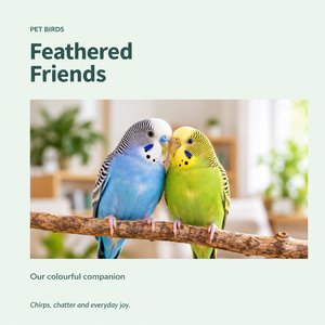 Pets - Feathered Friends
