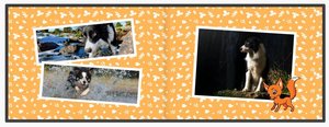 Animal World